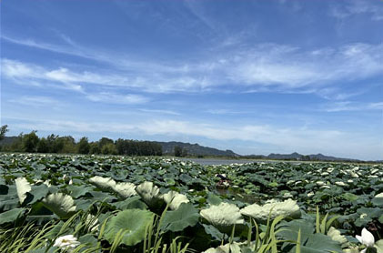 方台湖养殖基地