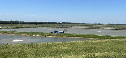 港北垸养殖基地